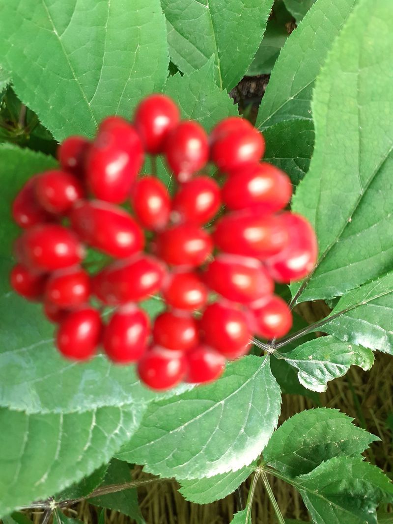 장터 상품 [인삼씨. 100g] 썸네일