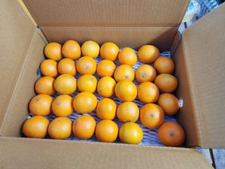 제주부자팜님의 자유주제 · 자유게시판 작성글 사진