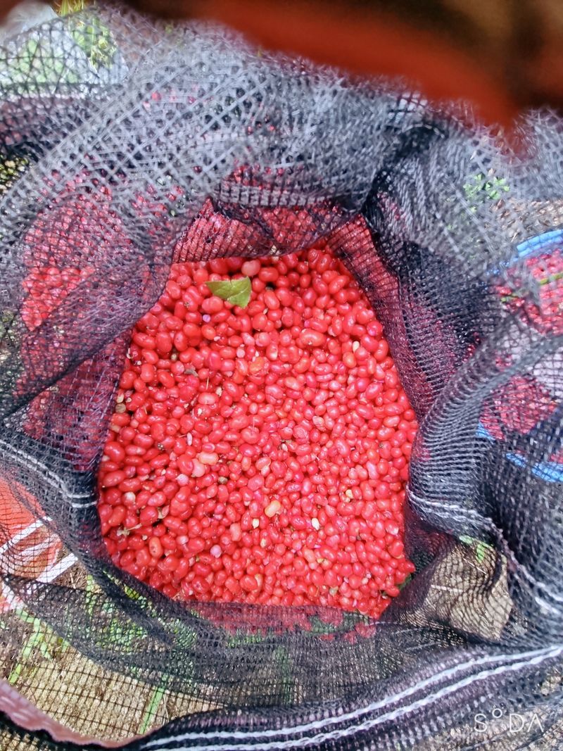 모두팜님의 장터 판매 상품 [인삼씨. 100g] 첨부 사진