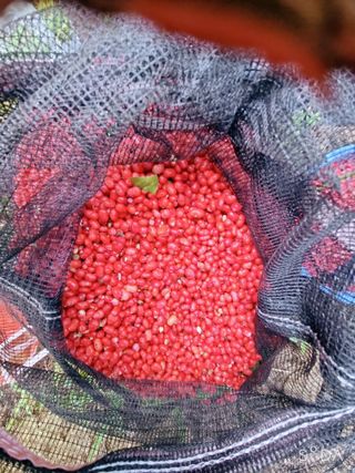 모두팜님의 작성글 사진