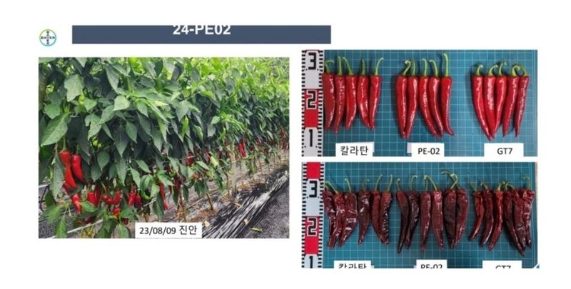 대산농사대장님의 장터 판매 상품 [건강한칼탄1200립] 첨부 사진