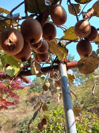 들국화님의 자유주제 · 자유게시판 작성글 사진