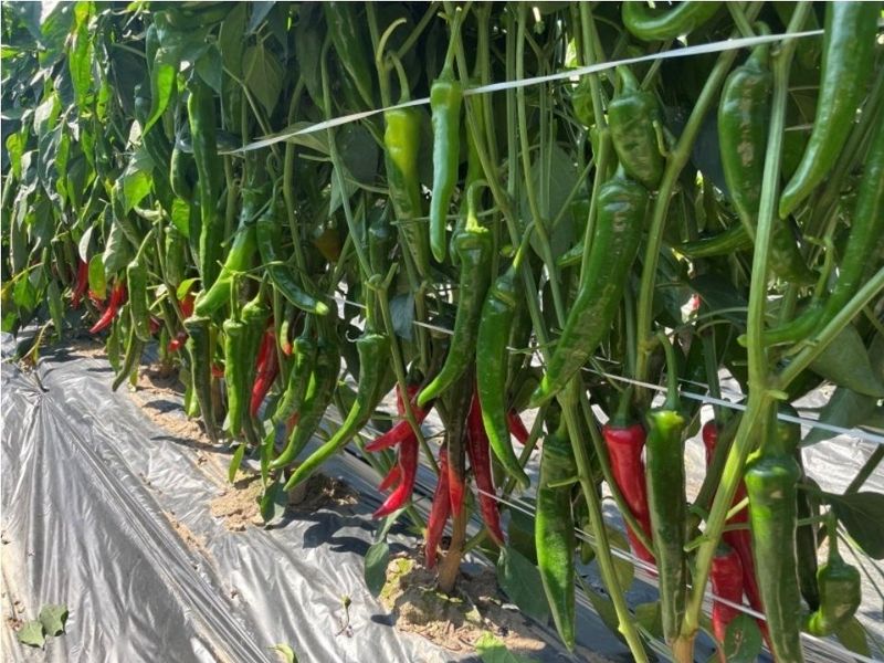 대산농사대장님의 장터 판매 상품 [건강한칼탄1200립] 첨부 사진