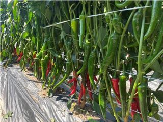 대산농사대장님의 작성글 사진