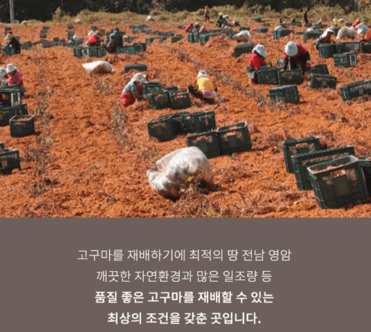 스피드번님의 장터 판매 상품 [호풍미 고구마 (비세척)] 첨부 사진