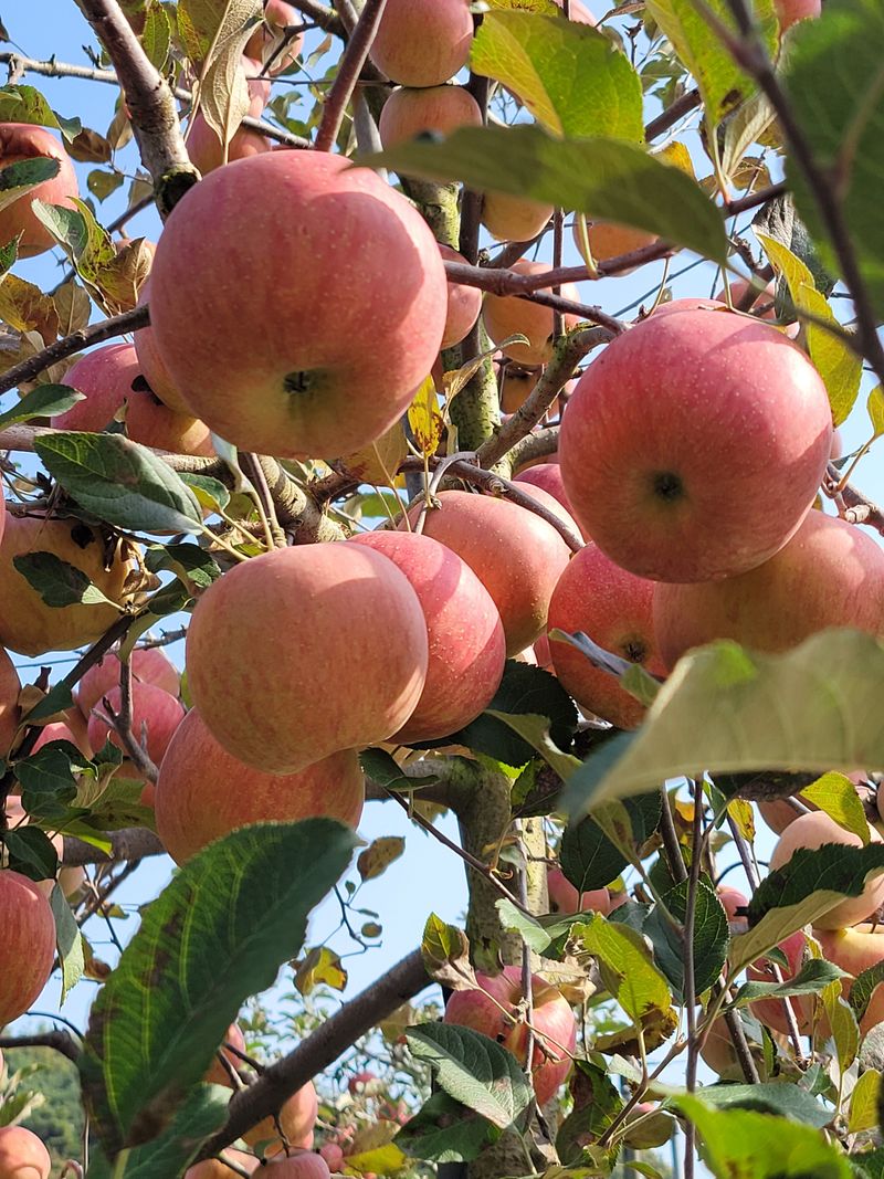 장터 상품 [부사사과 15키로] 썸네일