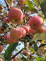 팜모닝 · 게시글 이미지