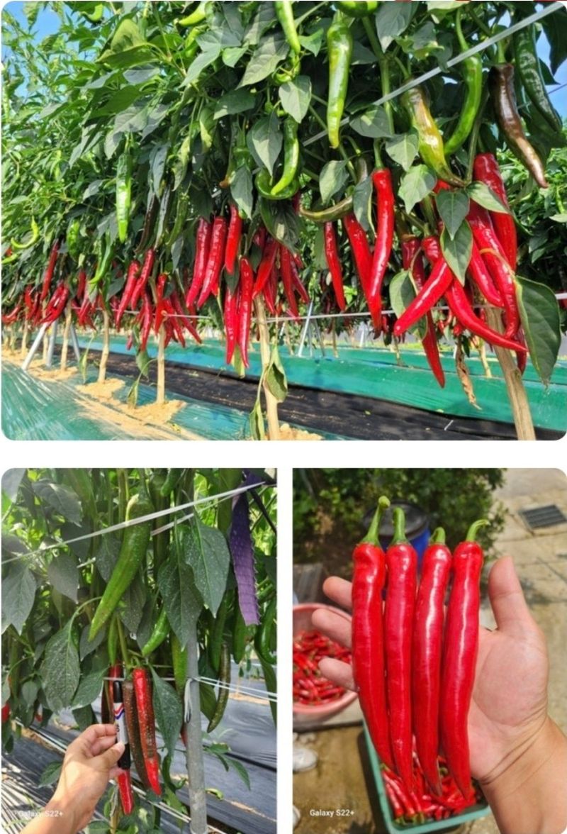 대산농사대장님의 장터 판매 상품 [건강한칼탄1200립] 첨부 사진