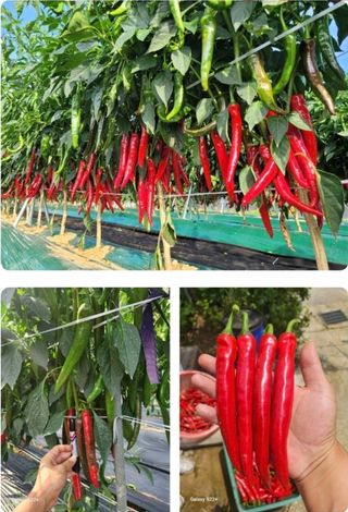 대산농사대장님의 작성글 사진