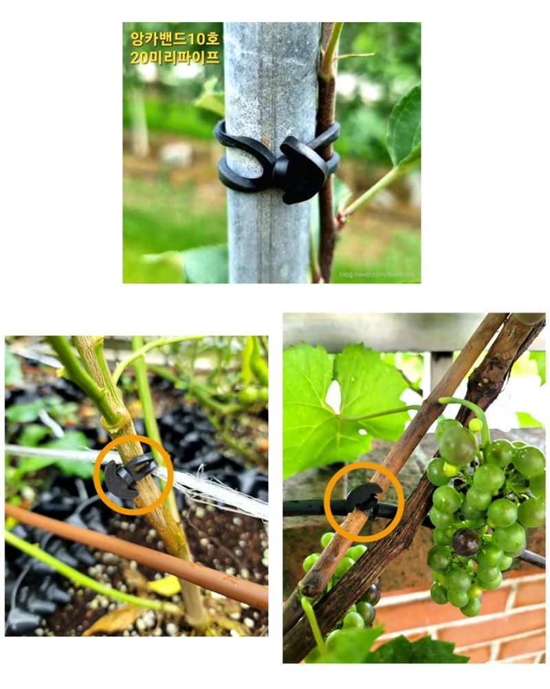 상인농자재님의 장터 판매 상품 [앙카밴드 닻밴드 고무줄밴드 대량 봉지구매] 첨부 사진