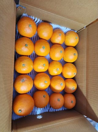 제주부자팜님의 자유주제 · 자유게시판 작성글 사진