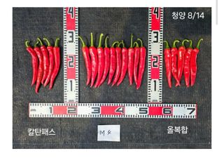 대산농사대장님의 고추 · 품종•종자 작성글 사진