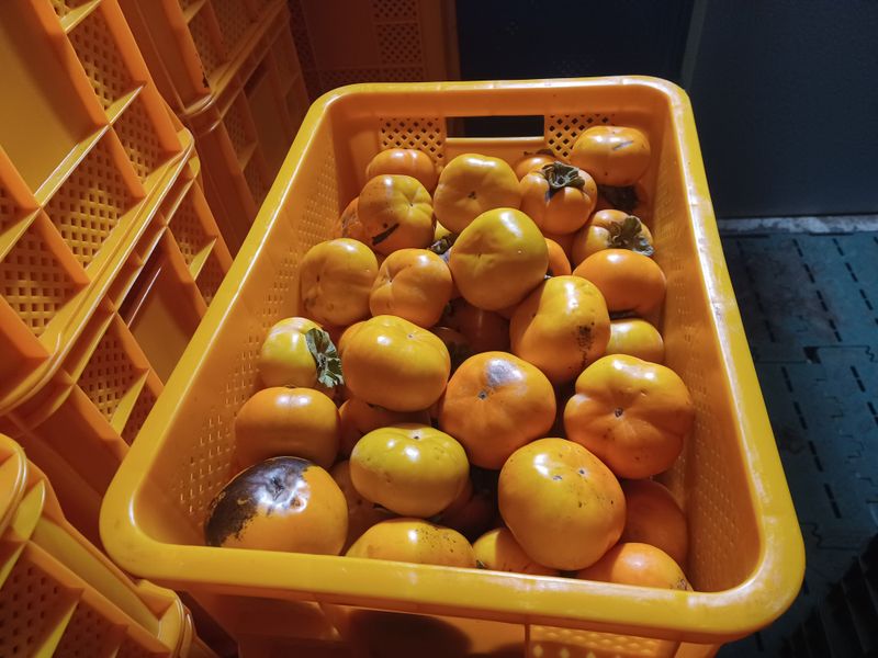 장터 상품 [단감 10kg, 봉옥10kg] 썸네일