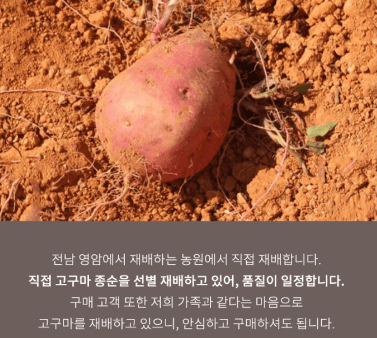 스피드번님의 장터 판매 상품 [호풍미 고구마 (비세척)] 첨부 사진