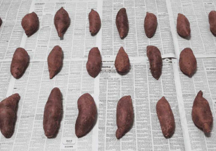 스피드번님의 장터 판매 상품 [호풍미 고구마 (비세척)] 첨부 사진