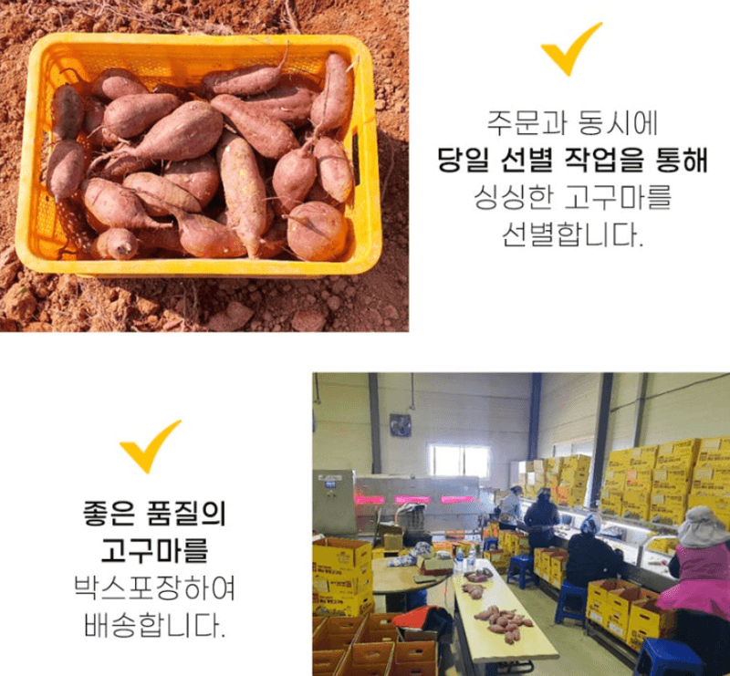 스피드번님의 장터 판매 상품 [호풍미 고구마 (세척)] 첨부 사진