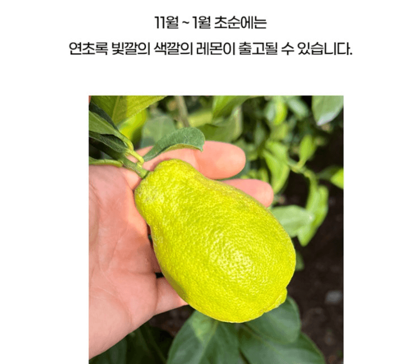 스피드번님의 장터 판매 상품 [제주 레몬] 첨부 사진