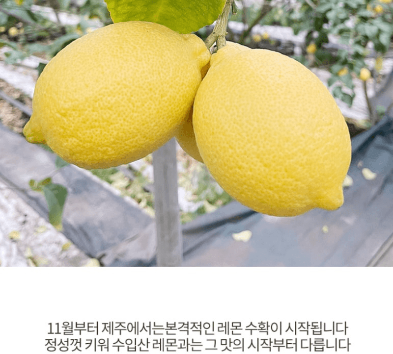 스피드번님의 장터 판매 상품 [제주 레몬] 첨부 사진