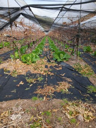 손경식드림농장님의 작성글 사진