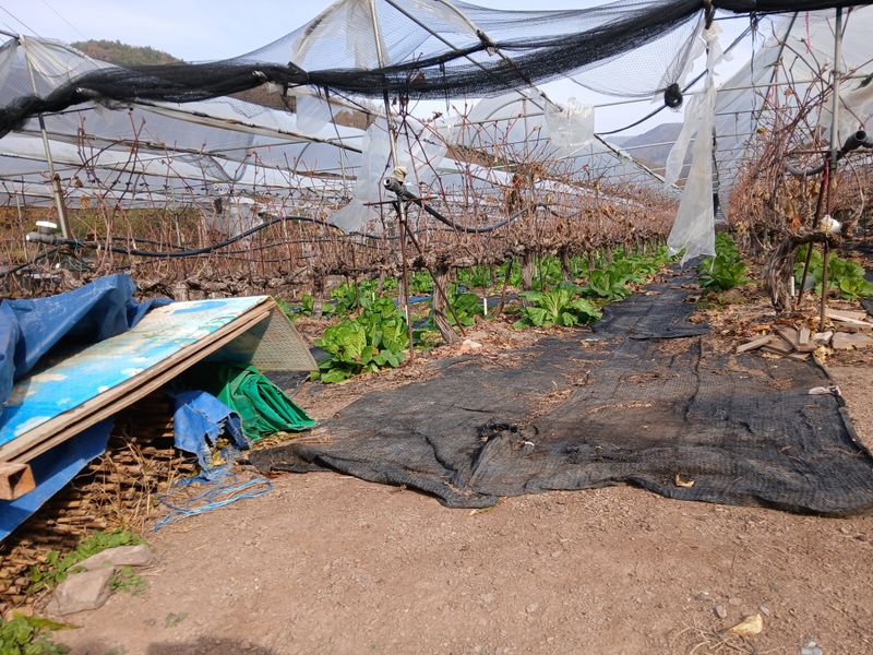 장터 상품 [알덜찬,배추(10키로)] 썸네일