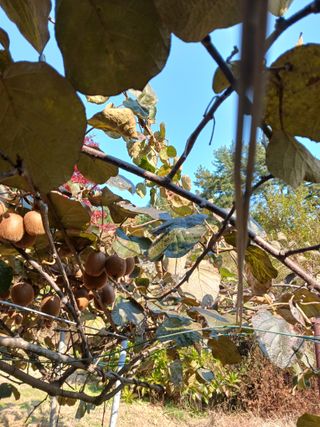 들국화님의 자유주제 · 자유게시판 작성글 사진