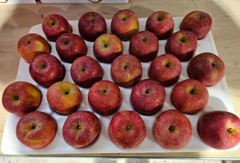 하늘아래사과나무님의 장터 판매 상품 [+ 2025년 봉화 부사 정품 사과 +] 첨부 사진