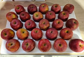 하늘아래사과나무님의 작성글 사진