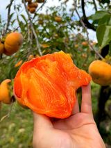 팜모닝 · 게시글 이미지