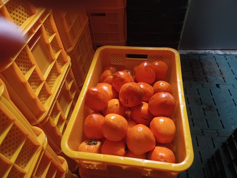 Sang2719님의 장터 판매 상품 [단감 10kg, 봉옥10kg] 첨부 사진