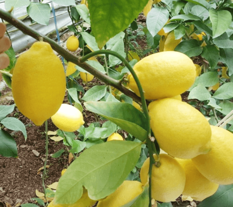 스피드번님의 장터 판매 상품 [제주 레몬] 첨부 사진