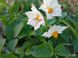 안길원님의 자유주제 · 자유게시판 작성글 사진