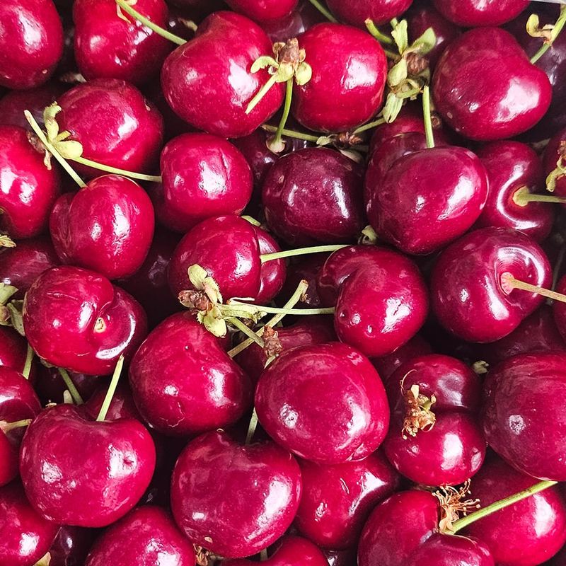 장터 상품 [칠레산 체리] 썸네일