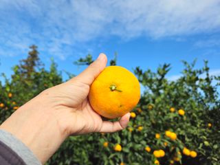 새달귤농장님의 자유주제 · 자유게시판 작성글 사진