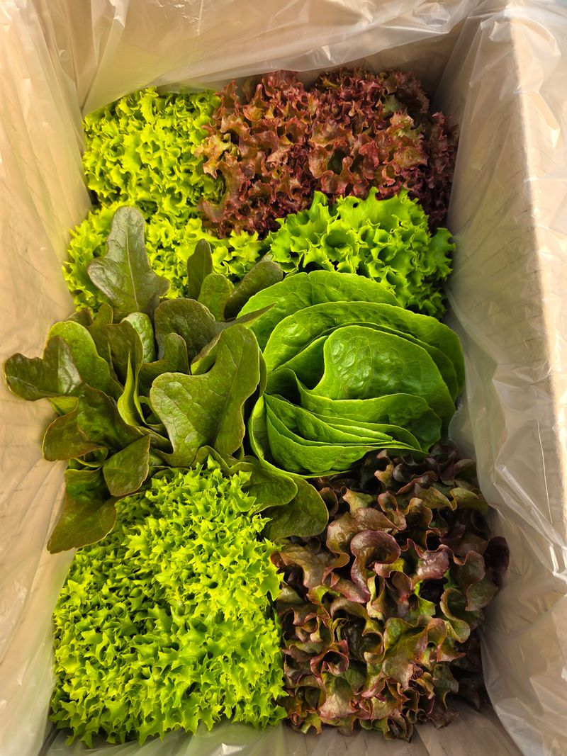 김정임님의 장터 판매 상품 [유럽샐러드상추] 첨부 사진