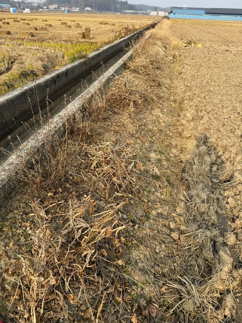 이설희순님의 장터 판매 상품 [팥1kg] 첨부 사진
