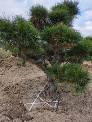 작은소나무님의 자유주제 · 사진전 작성글 사진