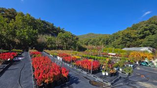 조경가드닝님의 자유주제 · 자유게시판 작성글 사진