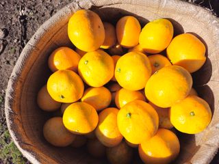 새달귤농장님의 자유주제 · 자유게시판 작성글 사진