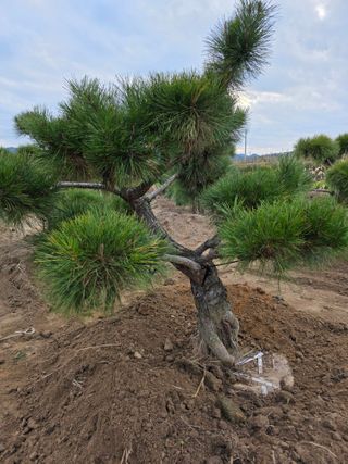 작은소나무님의 자유주제 · 사진전 작성글 사진