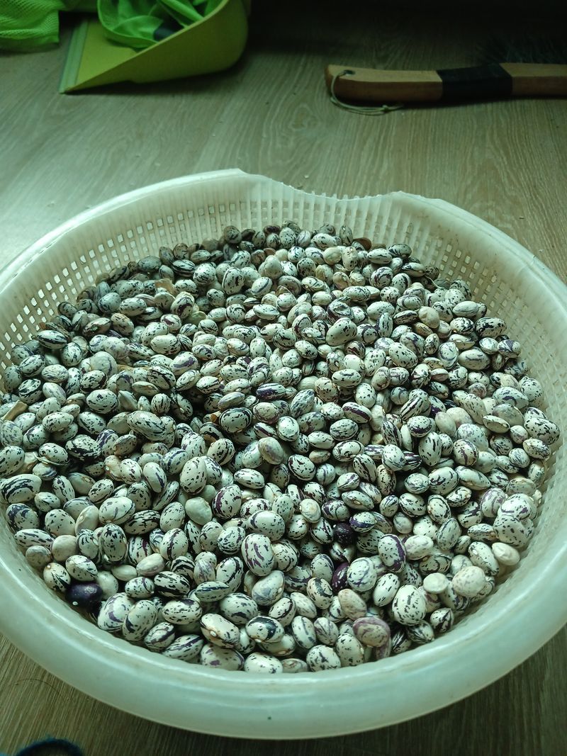 호두나무(이수억)님의 장터 판매 상품 [팥(적두)] 첨부 사진