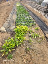 소병찬님의 농사, 무엇이든 물어보세요!·참여글 작성글 사진