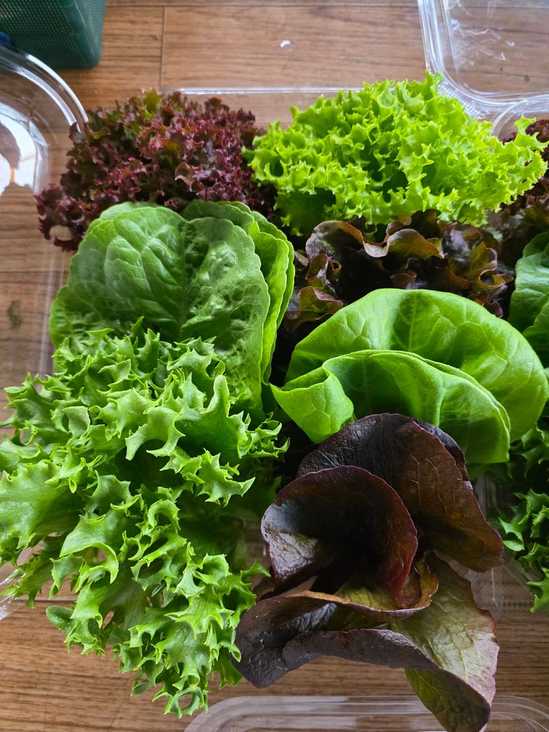 장터 상품 [유럽샐러드상추] 썸네일