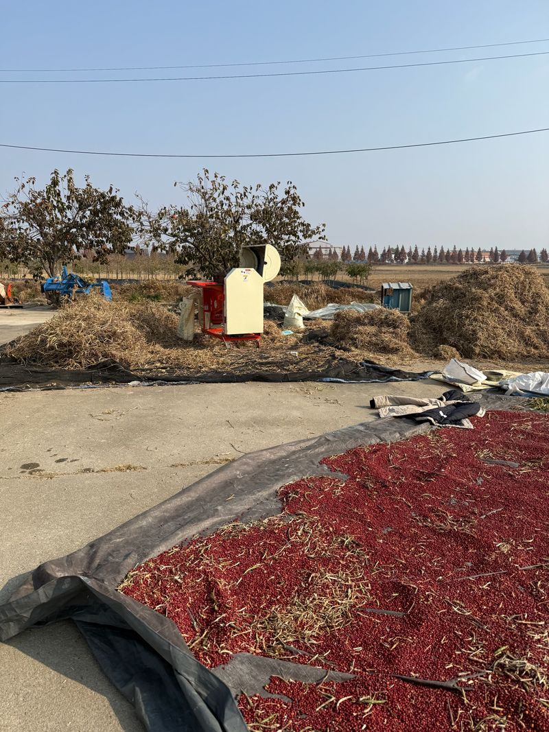 이설희순님의 장터 판매 상품 [팥1kg] 첨부 사진