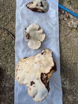 팜모닝 자유주제·자유게시판 게시글 이미지