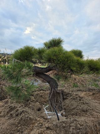 작은소나무님의 자유주제 · 사진전 작성글 사진