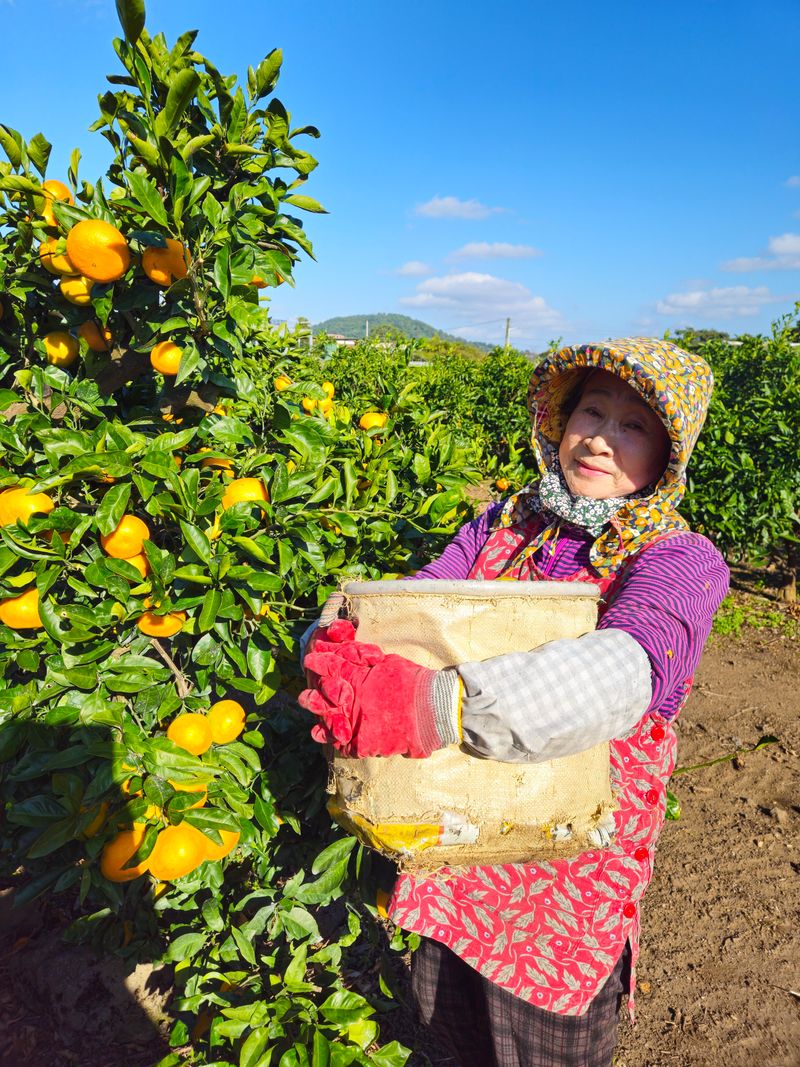 새달귤농장님의 장터 판매 상품 [(산지직송)노지귤 5키로(로얄과)] 첨부 사진