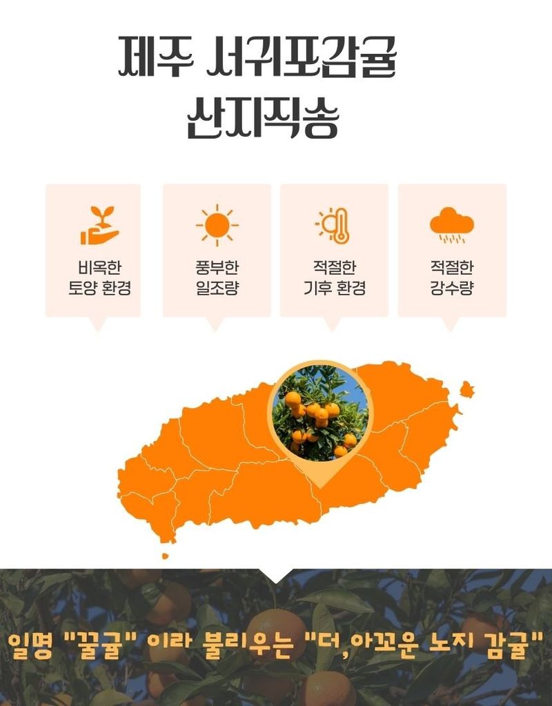 새달귤농장님의 장터 판매 상품 [(산지직송)노지귤 5키로(로얄과)] 첨부 사진