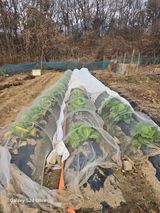 소병찬님의 농사, 무엇이든 물어보세요!·참여글 작성글 사진