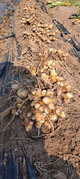 팜모닝 자유주제·자유게시판 게시글 이미지