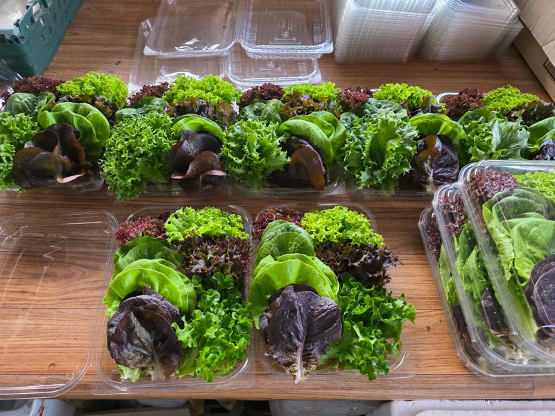 김정임님의 장터 판매 상품 [유럽샐러드상추] 첨부 사진